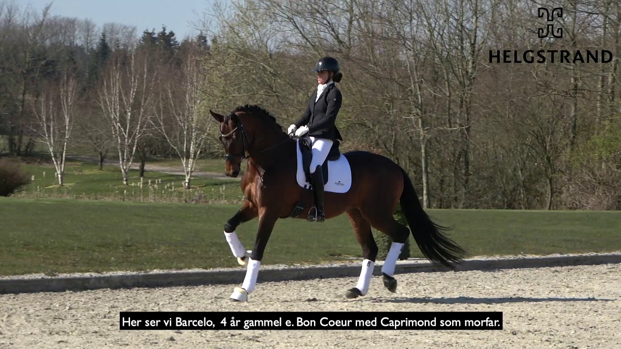 Helgstrand Stallion - Att. Barcelo 2020