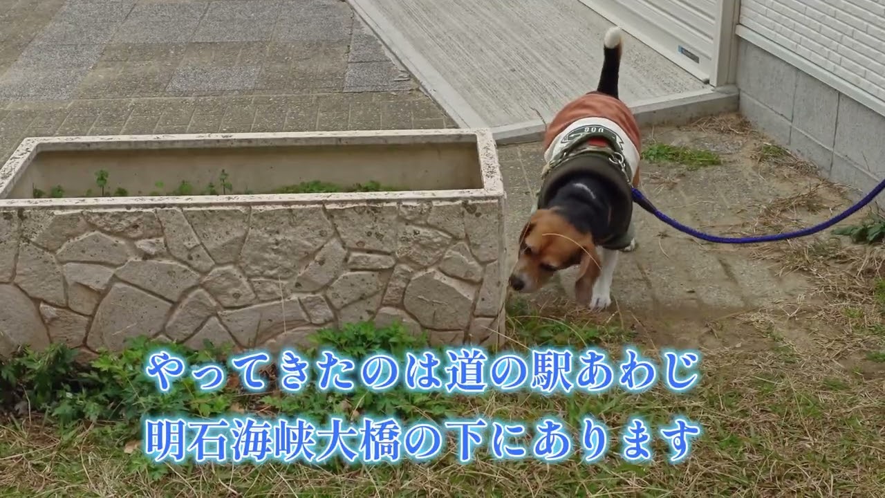 ラッキーとお出かけ　～移動中は波乱が付き物～