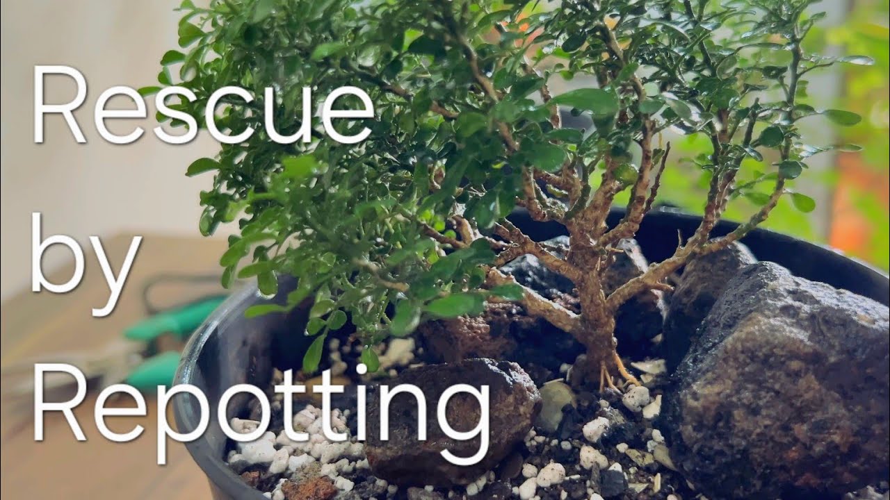 Do THIS as soon as you get your New Plant!!