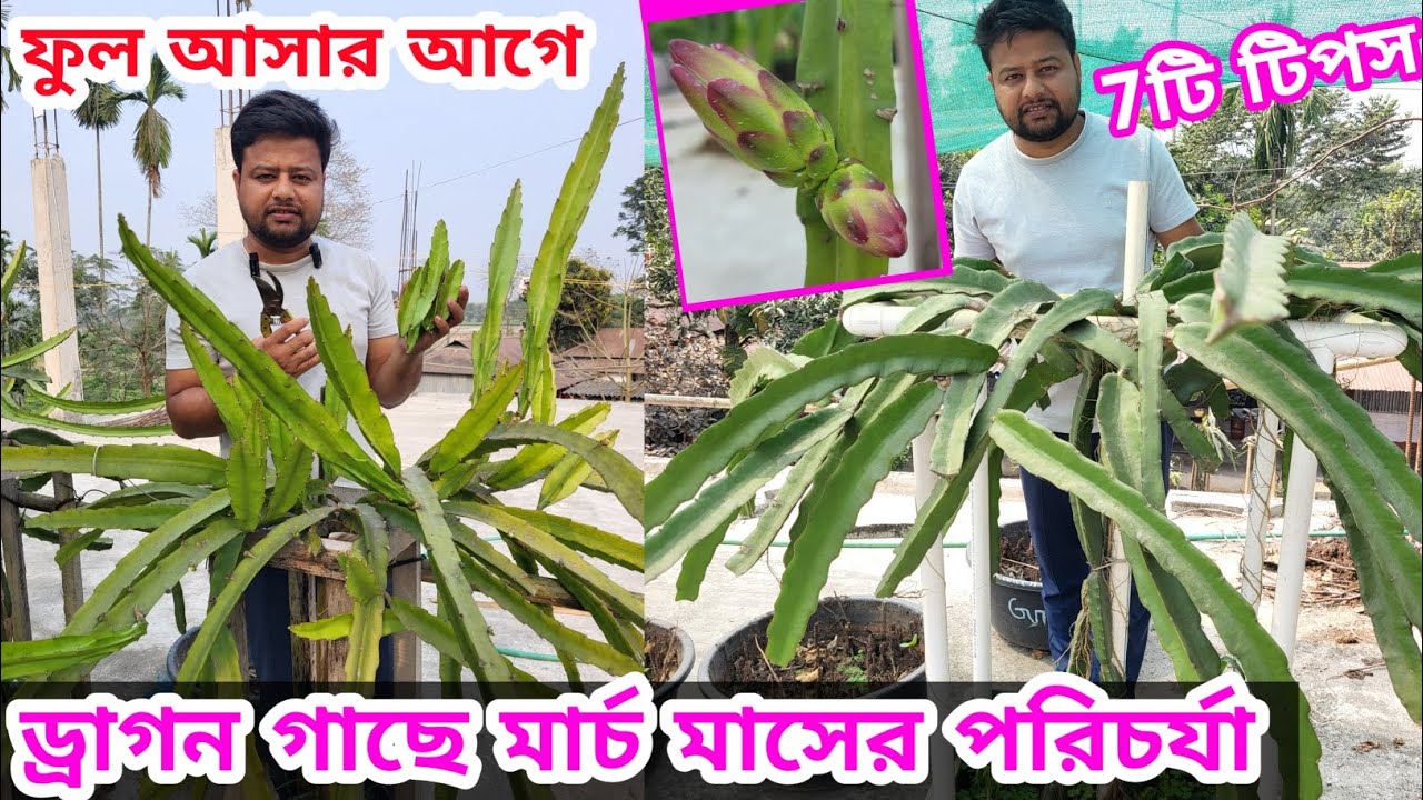 🔥🌵মার্চ মাসে ড্রাগন গাছের পরিচর্যা । ড্রাগন গাছে দ্রুত ফুল আনার কৌশল #dragon  @pabitramaity9705