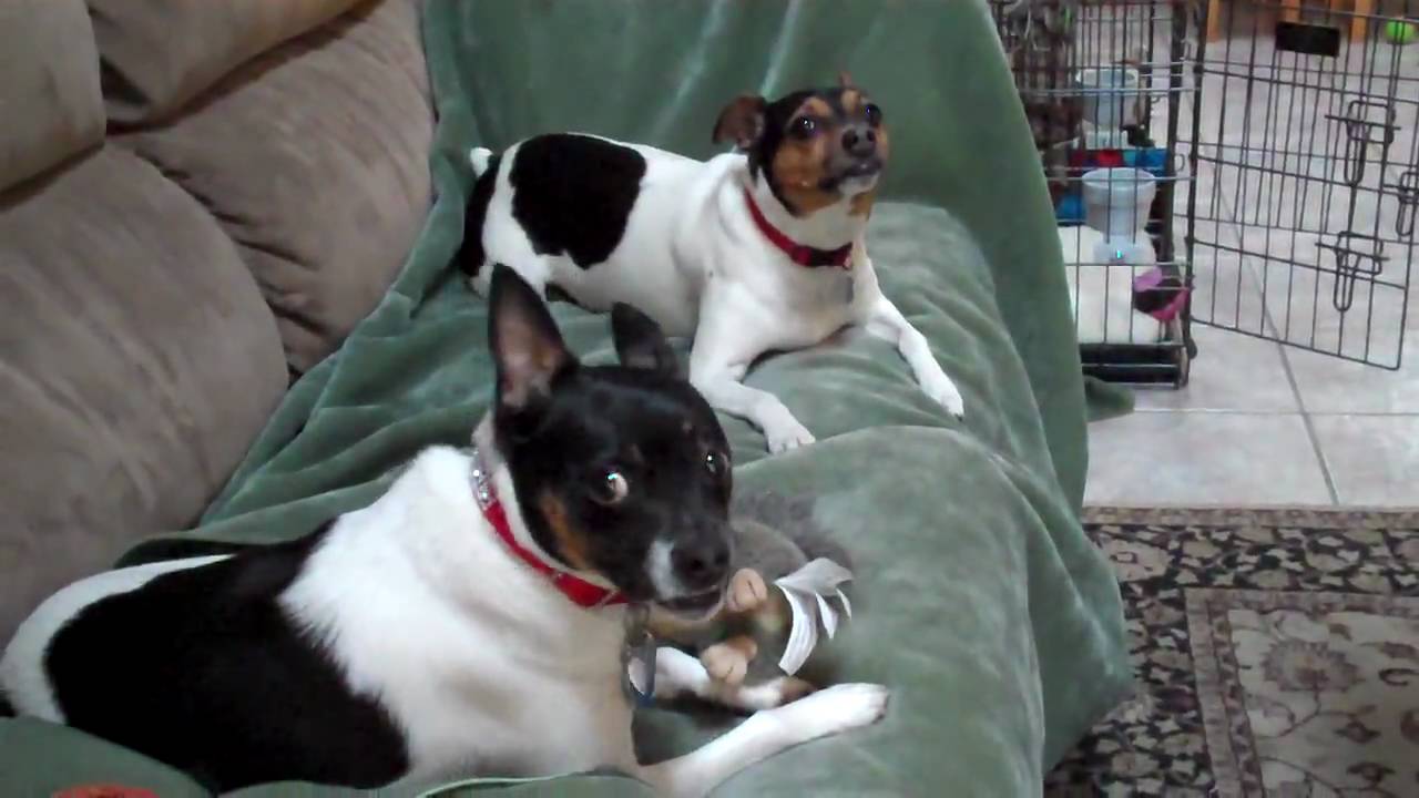 Rat terriers playing.MP4