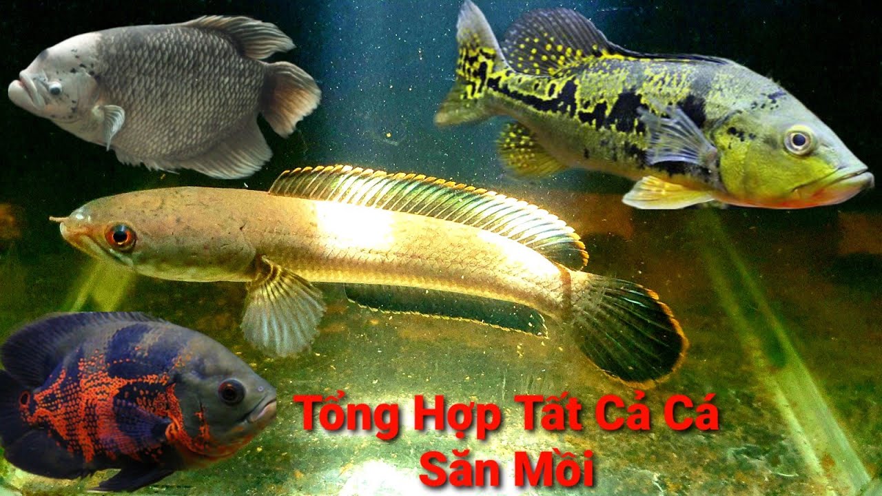 Bắt  Cá Lóc Vay Xanh Ở Mương Về Nuôi,Cập Nhật Tất Cả Cá Săn Mồi Đang Nuôi|MrMén TV!