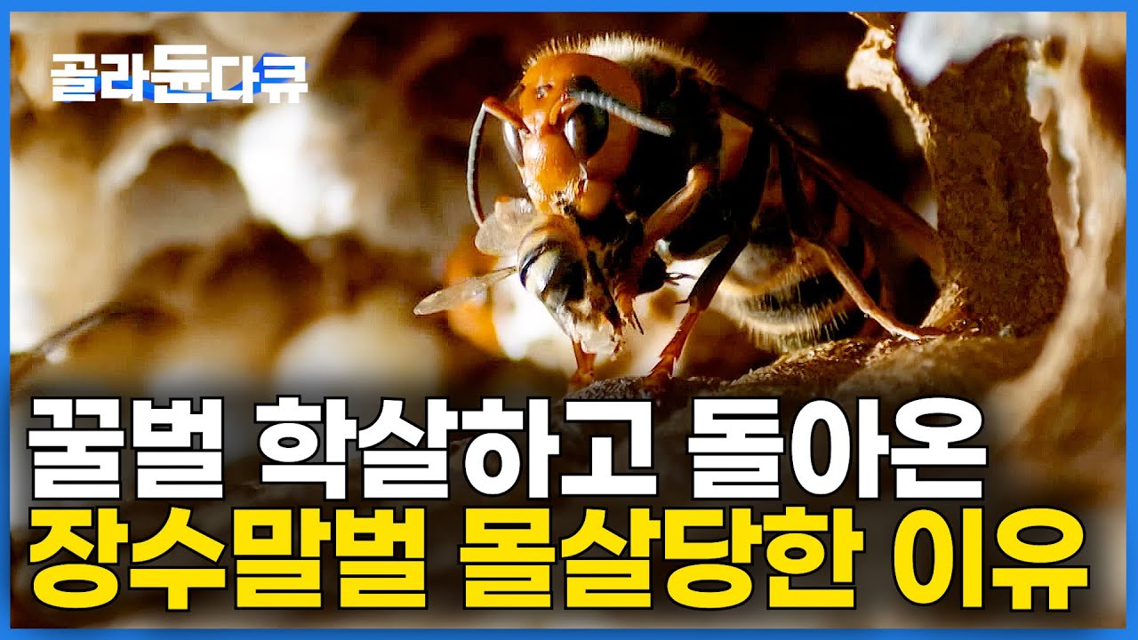 이렇게 죽을 줄 몰랐다｜느긋하게 꿀벌 먹던 장수말벌 5초 뒤 결말｜양봉｜다큐프라임｜#골라듄다큐