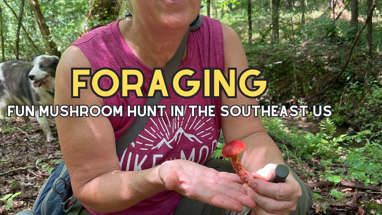 FUN Mushroom Hunt in the Southeast US + BONUS WALK