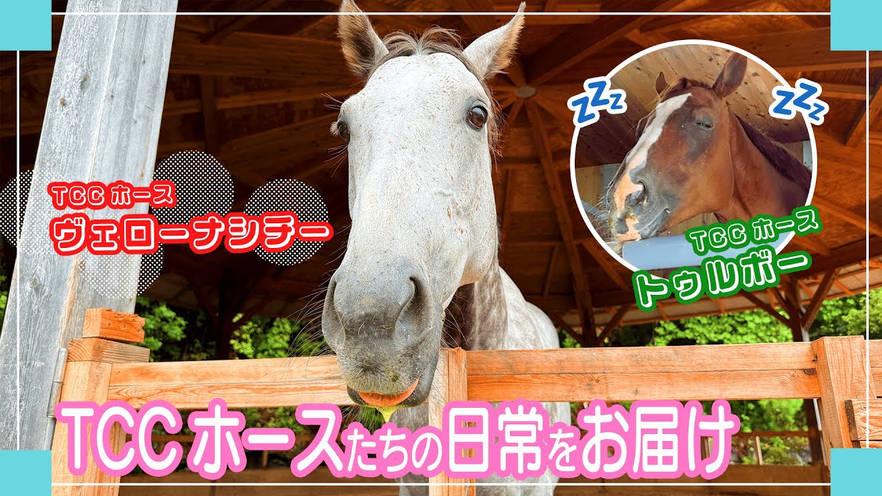 愛嬌振りまくヴェロ君＆おねむなトゥルボー｜TCCホースVlog