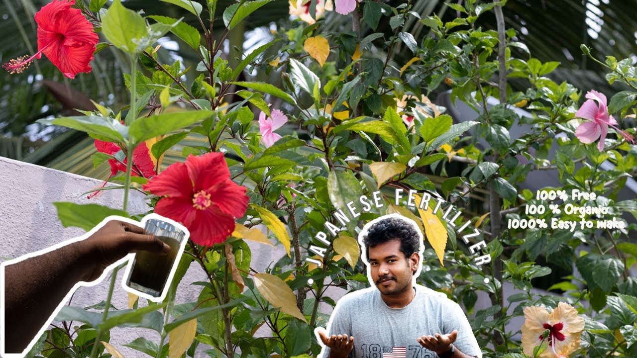 The Plant based Fertilizer- Zero Cost 100% organic Fertilizer - Sakthivel Organics