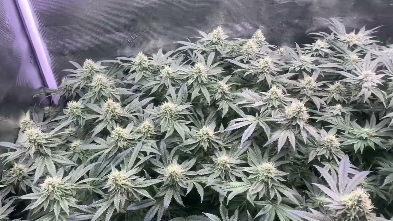 Different stages of Flower