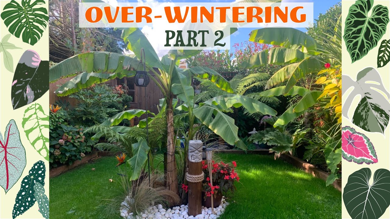 How I Over-Winter My Musa Basjoo, Cannas, Gunnera etc 🌿🌴🍁🍂🧡
