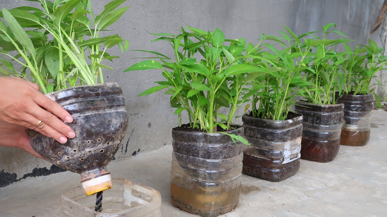 How to grow vegetable in plastic bottles for beginners | Growing vegetable with seeds