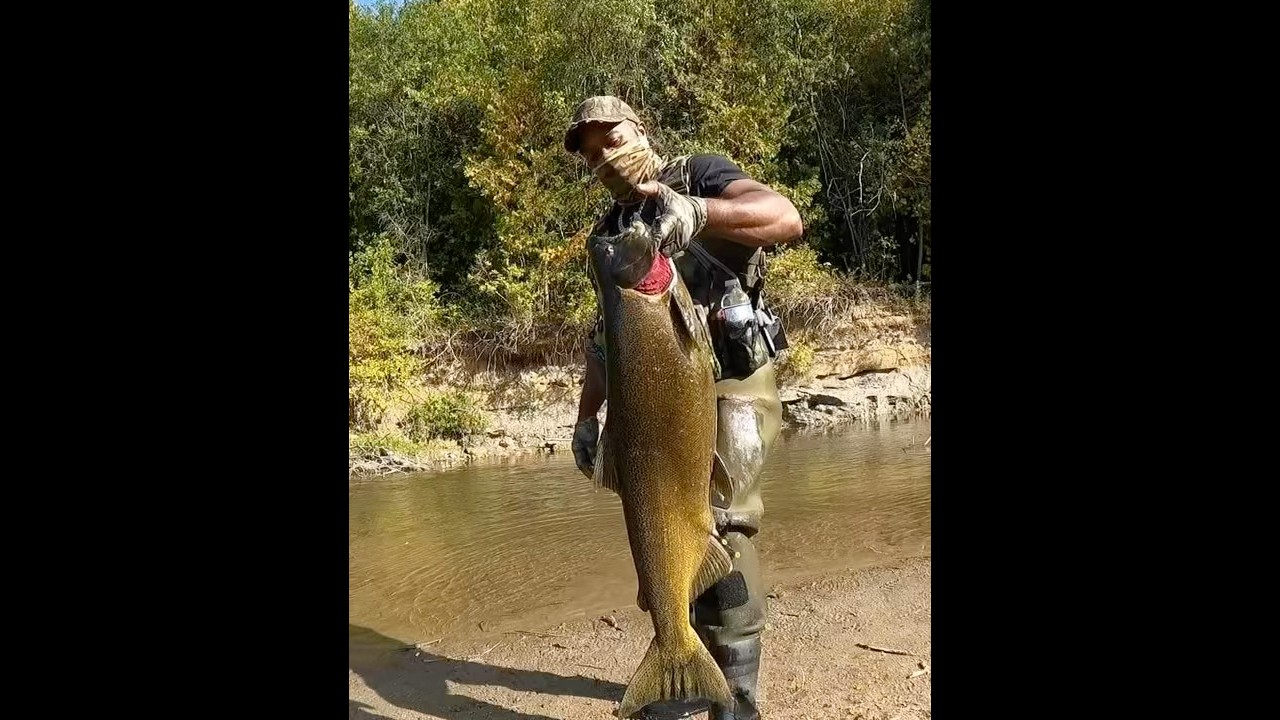 Huge female salmon spitting out eggs 