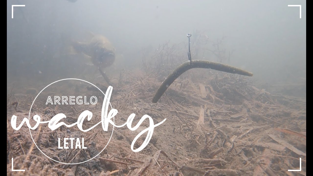 pesca de lobina, arreglo wacky  rig , y el terror del lago, NUNCA HABIA VISTO ALGO IGUAL