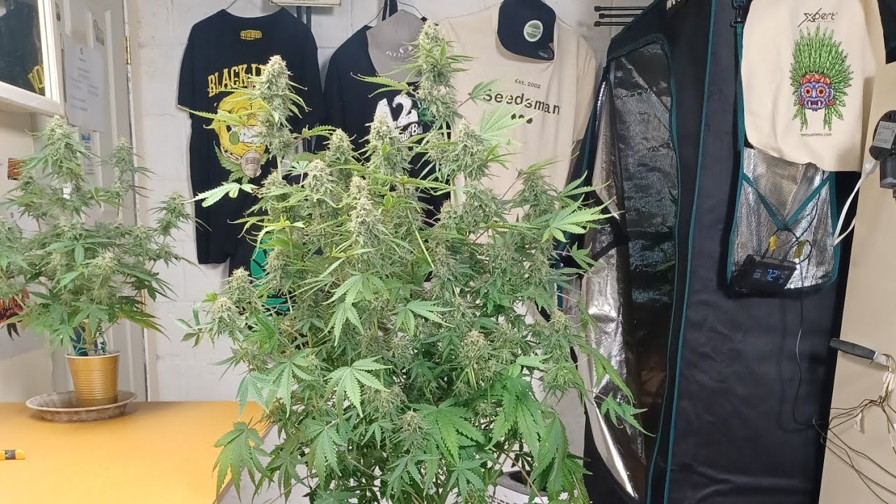 Grand Daddy Purple autoflower from ILGM 1.5 gal coco/perlite medical marijuana grow Medic Grow light