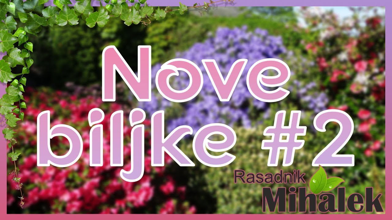 Nove biljke u ponudi!🌱 (nove vrste klematisa, božuri...)