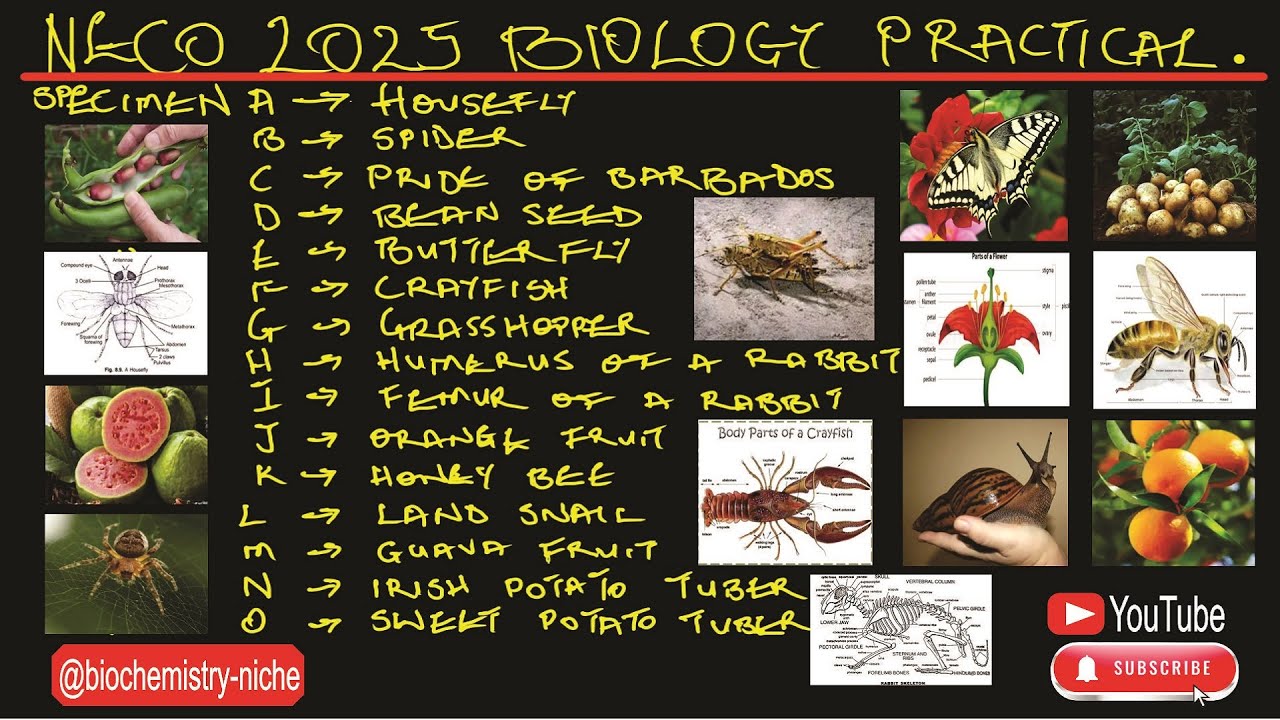 NECO 2025 - BIOLOGY PRACTICAL SPECIMEN ANALYSIS