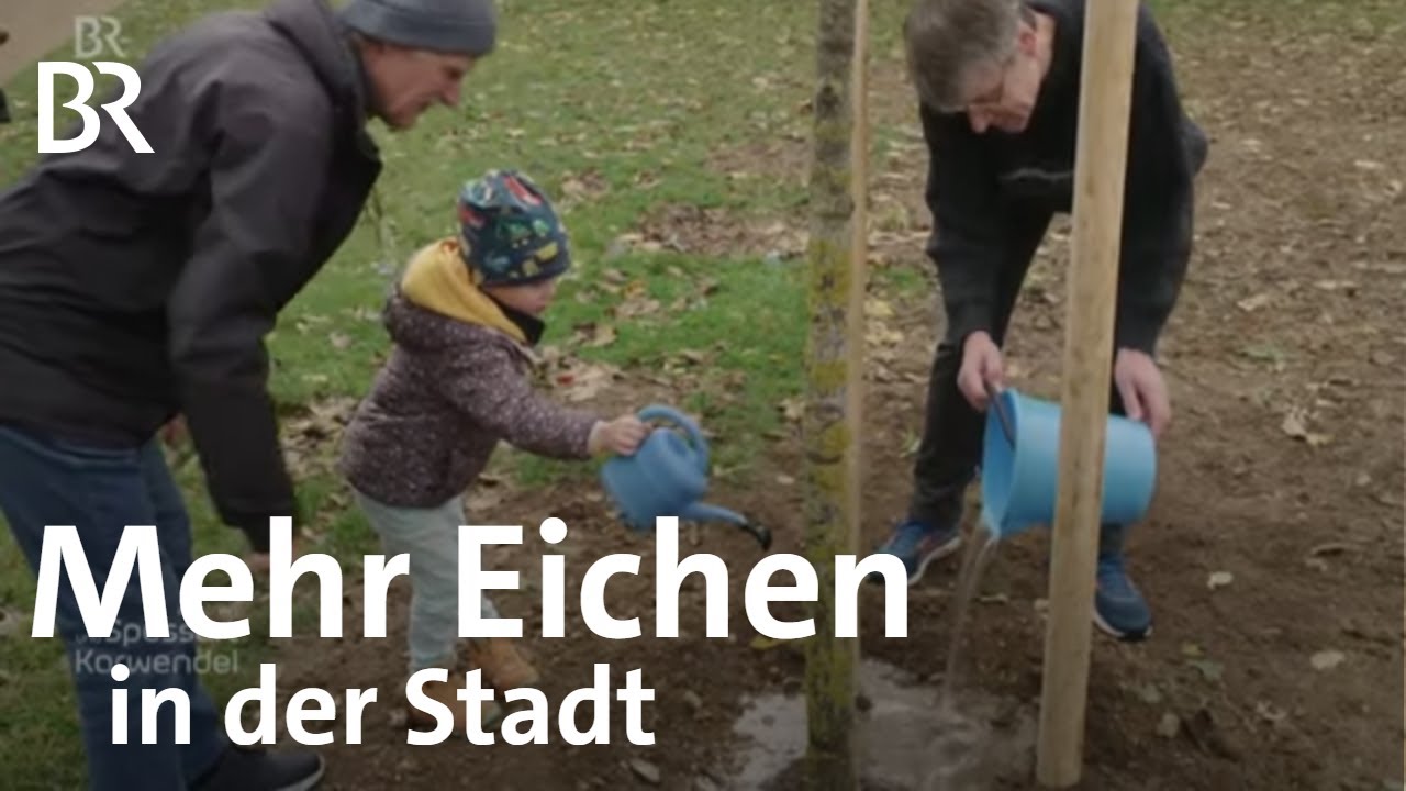 Bäume pflanzen in der Stadt: Eichen fürs Klima | Urban | Zwischen Spessart und Karwendel | BR
