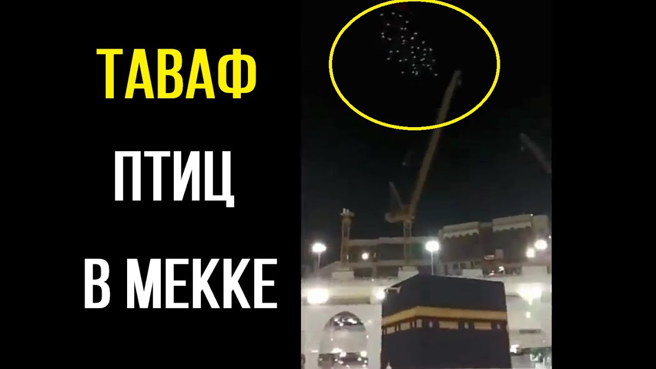 В Мекке прервали Таваф, а птицы продолжили Таваф