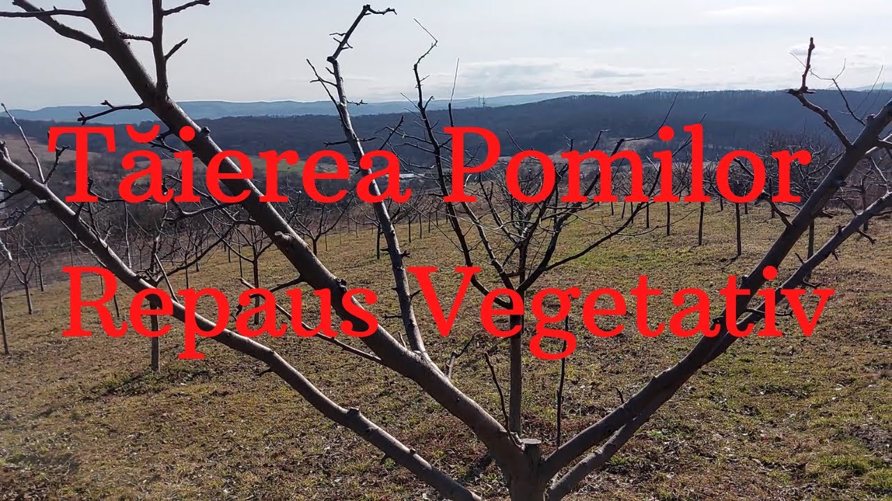 Tăierea Pomilor Repaus Vegetativ