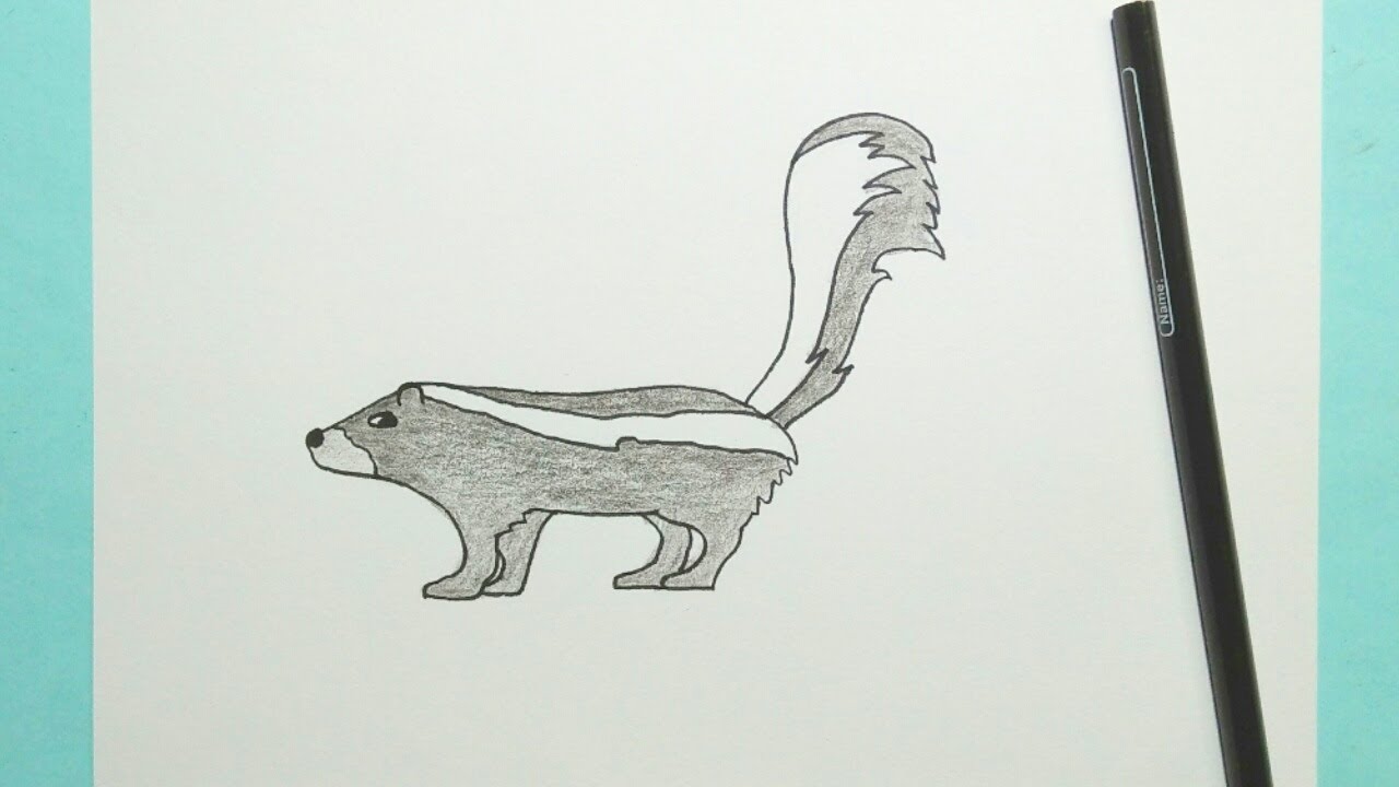 Drawing Skunk