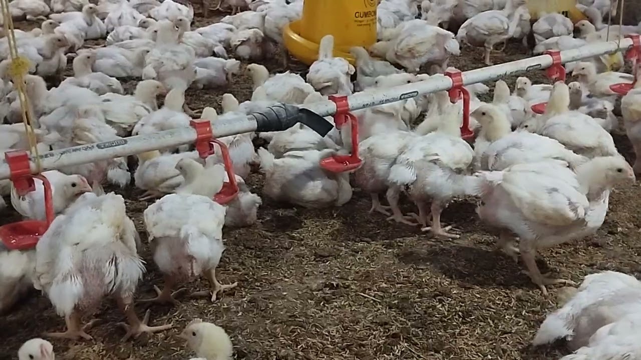 Close house broiler