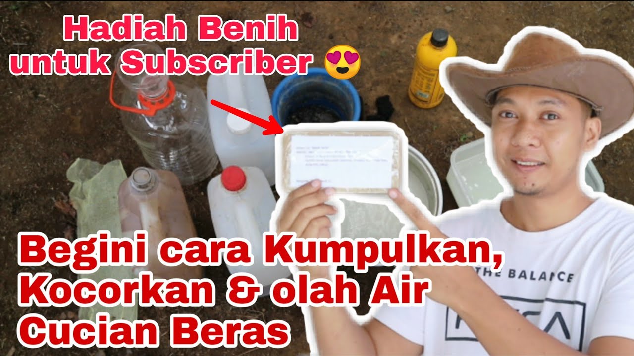 Cara mengumpulkan, menyimpan, mengolah Air Cucian Beras. Hadiah Benih tanpa batas waktu