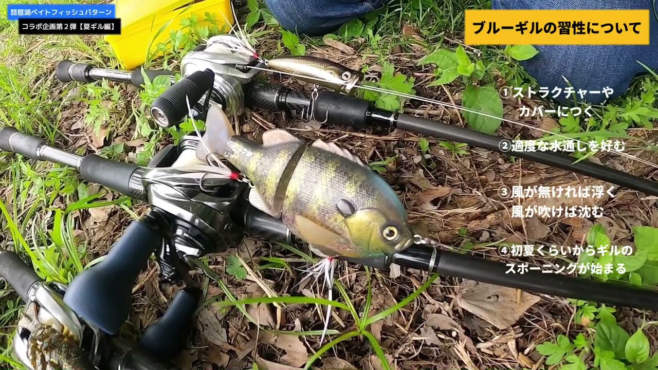 琵琶湖のギルパターン超解説！めたまささんに全て語って頂きました🔥【琵琶湖バス釣り】