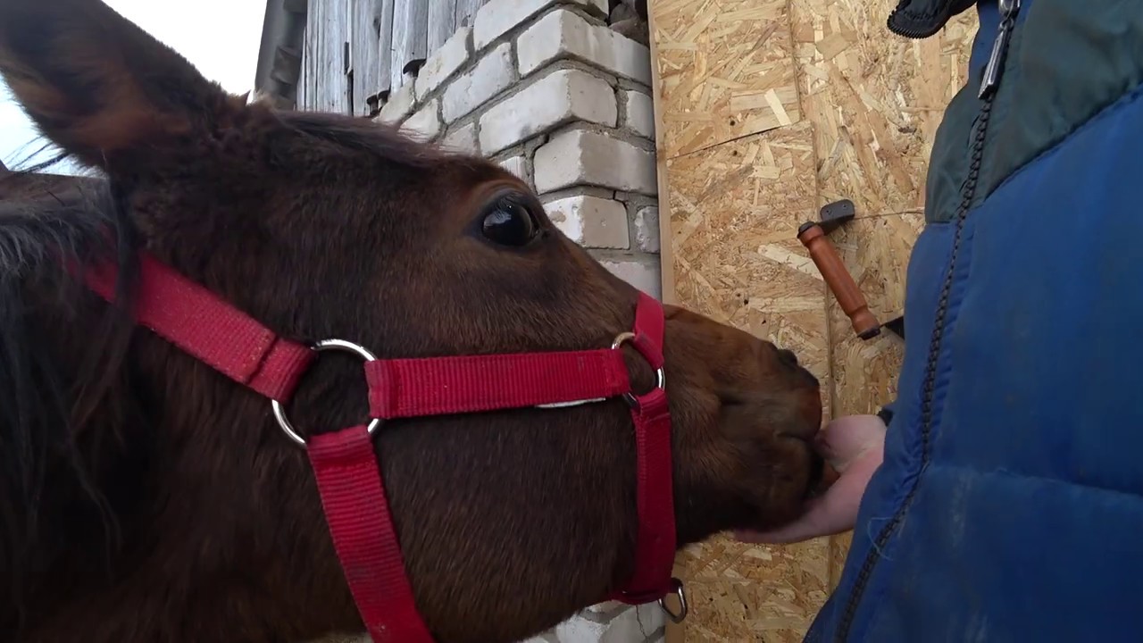 ДЕННИК ДЛЯ ЛОШАДИ