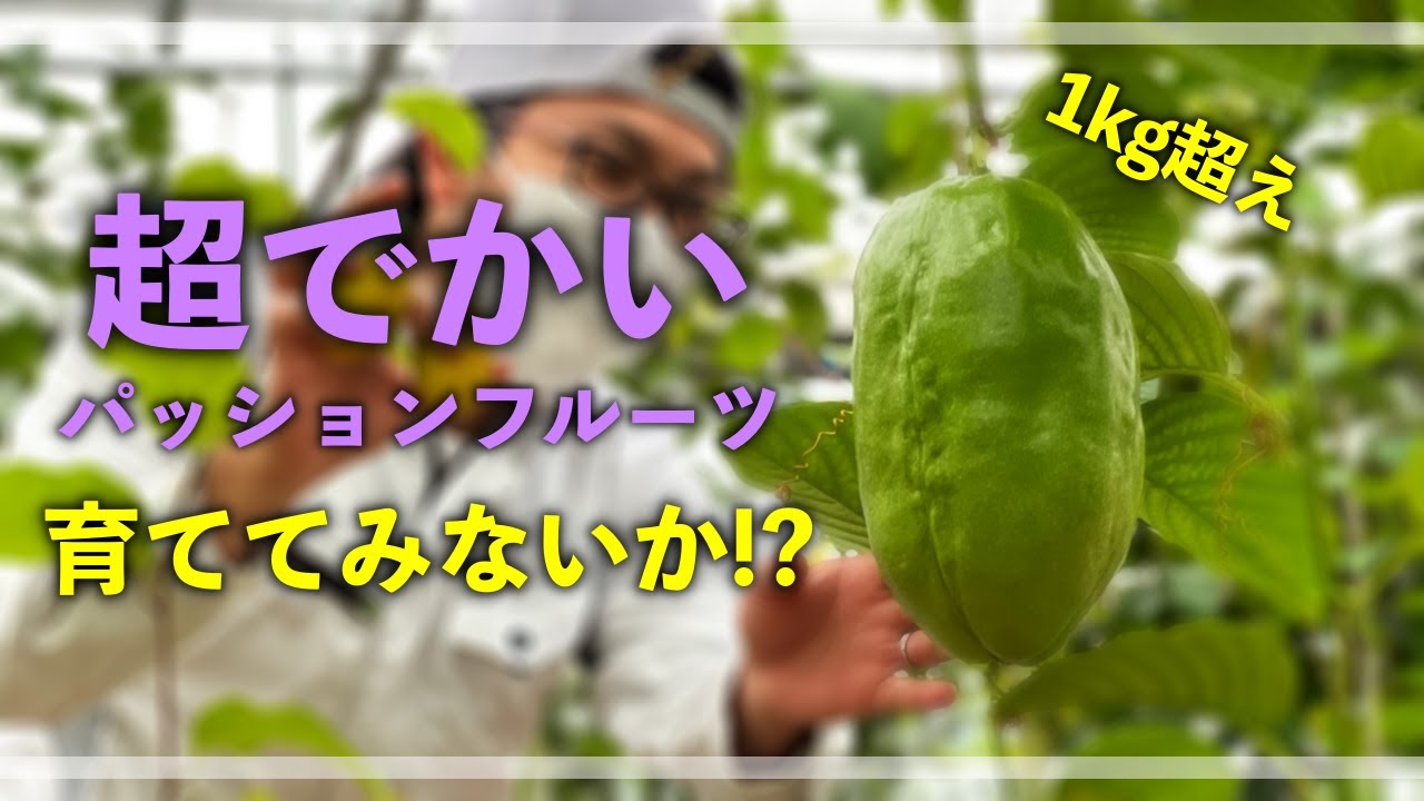 超でかいパッションフルーツを育ててみないか？
