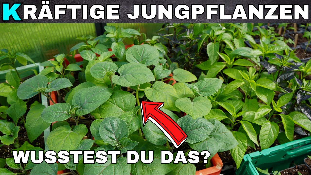 5 Tipps: So ziehst du kräftige Jungpflanzen!