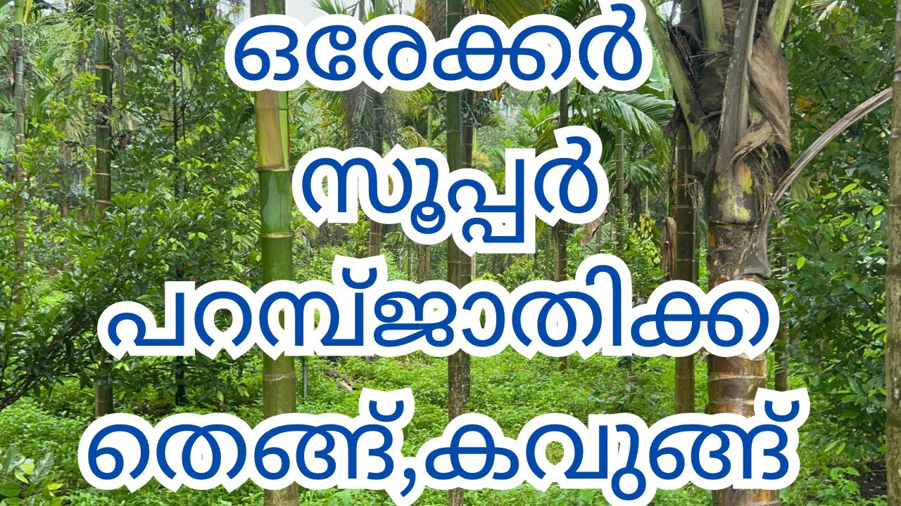 ഒരേക്കർ തെങ്ങ് കവുങ്ങ് ജാതിക്ക തോട്ടം ബസ്സ് റൂട്ട്