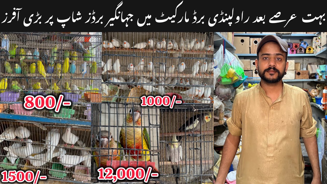 Bhut arsy bad New fanciers k lia Rawalpindi ki offers || Lovebirds sy hat k birds.