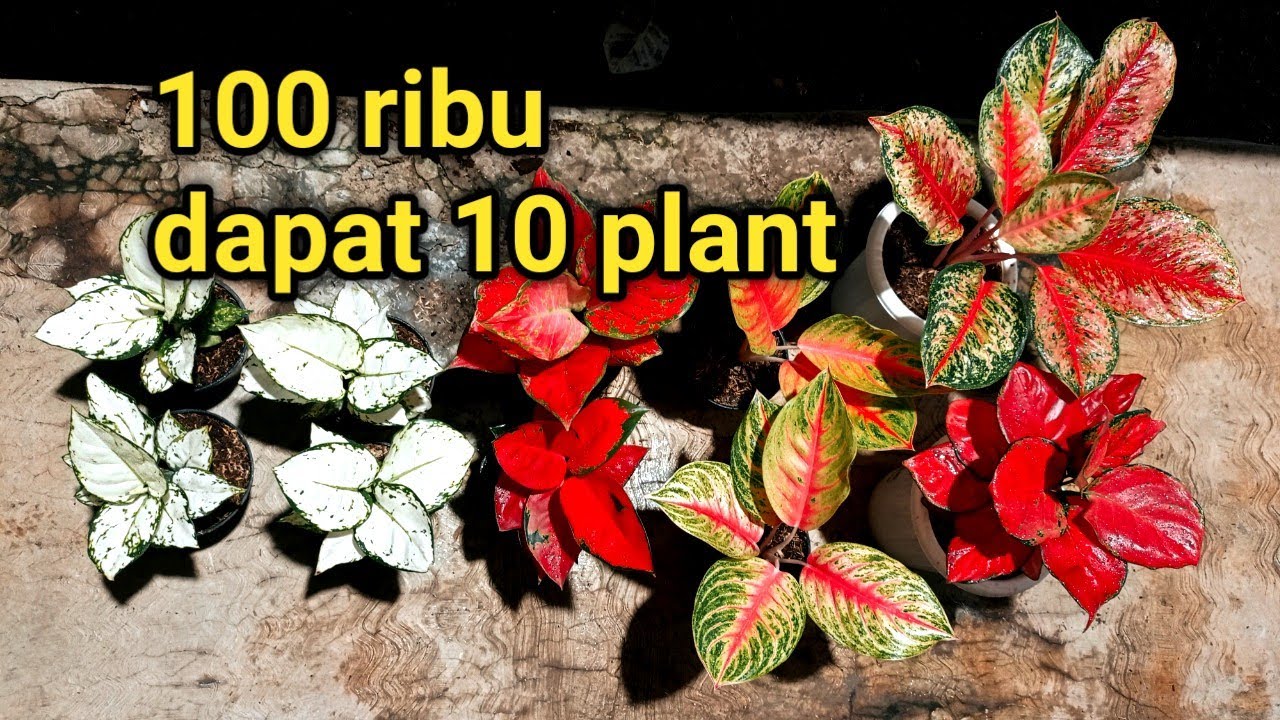 PAKET AGLONEMA MURAH TERBARU HANYA 65 RIBUAN❗