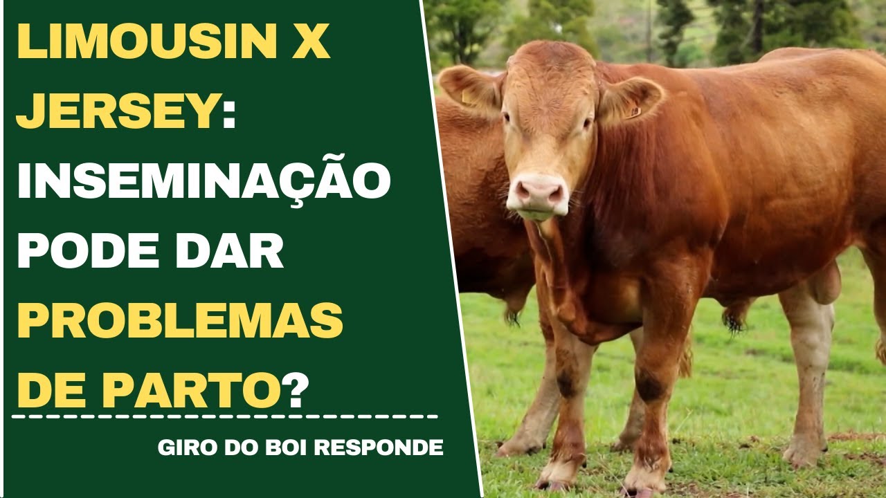 LIMOUSIN X JERSEY: INSEMINAÇÃO PODE DAR PROBLEMAS DE PARTO?
