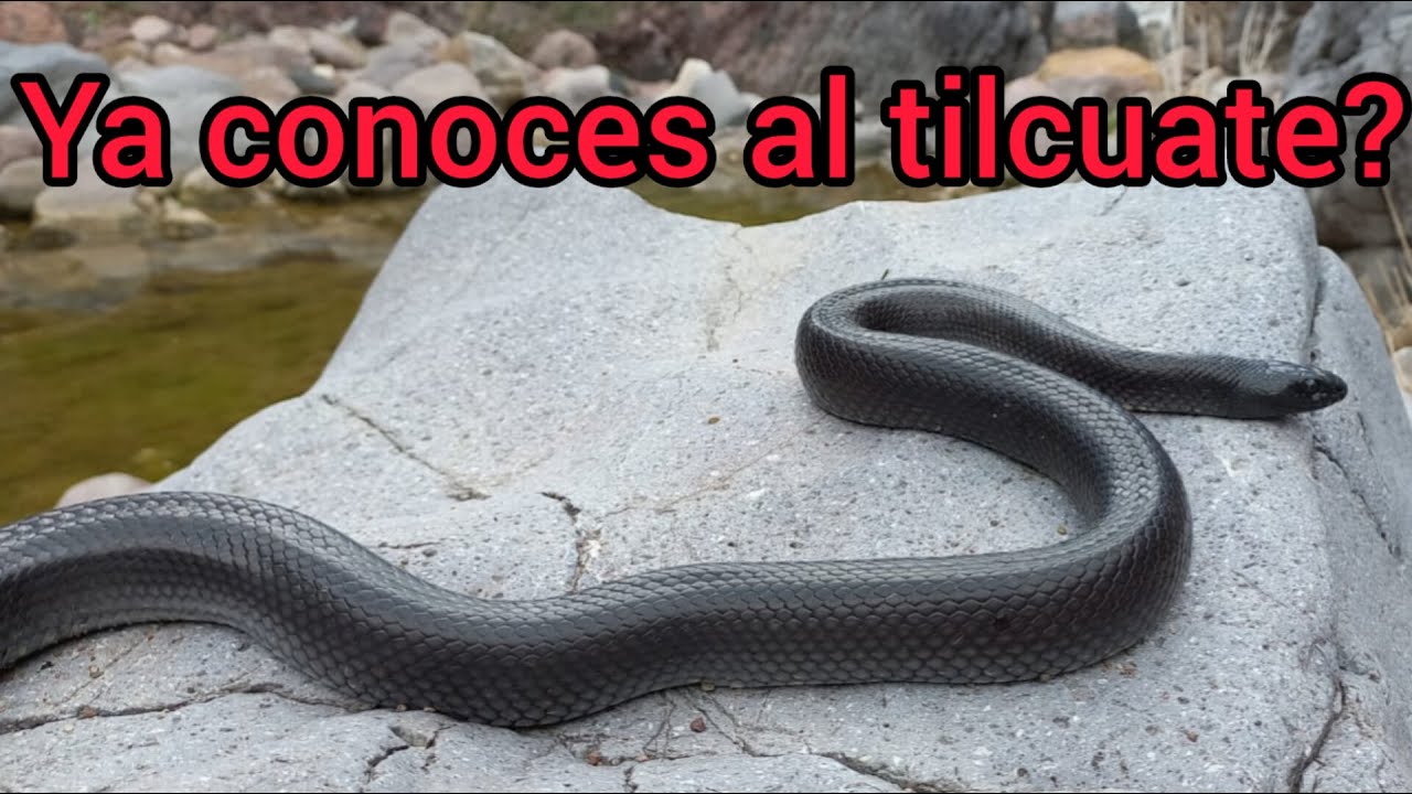 serpiente rey negra 