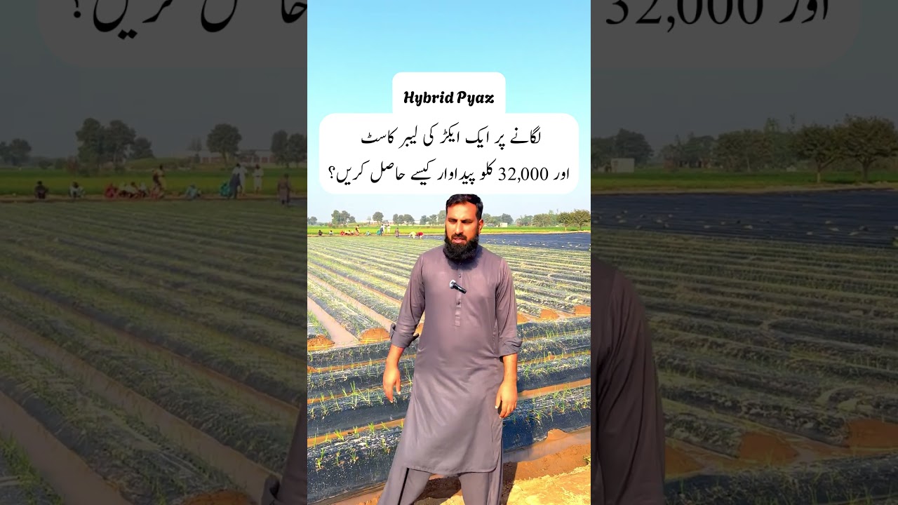 Hybrid Onion Farming | 1 Acre Labor Cost & 32,000 KG Onion Yield Kaise Hasil Karein? Full Guide