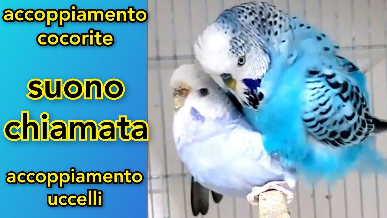accoppiamento cocorite/cocorite/accoppiamento animali/accoppiamento uccelli/suono chiamata