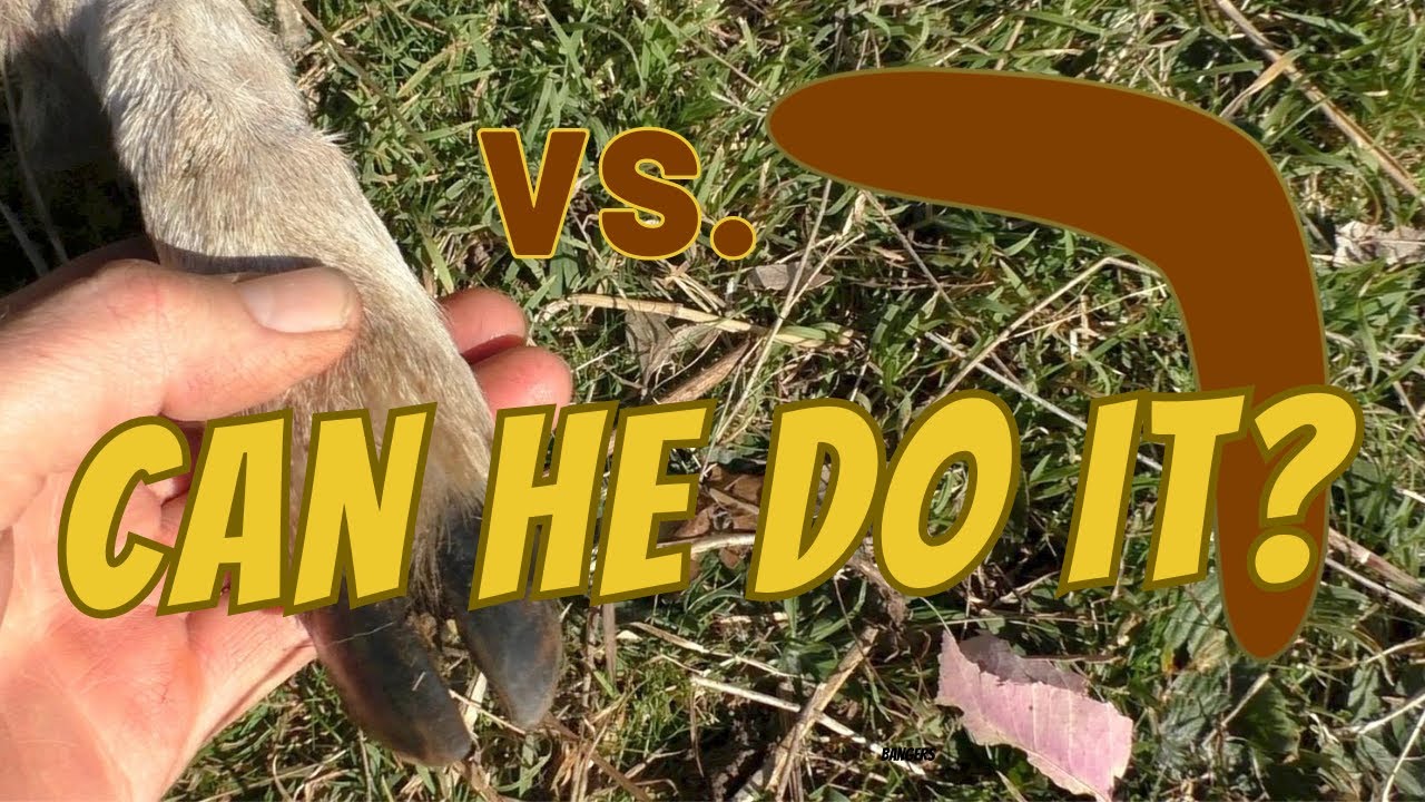 Aussie attempts to break sheep's leg with hunting boomerang