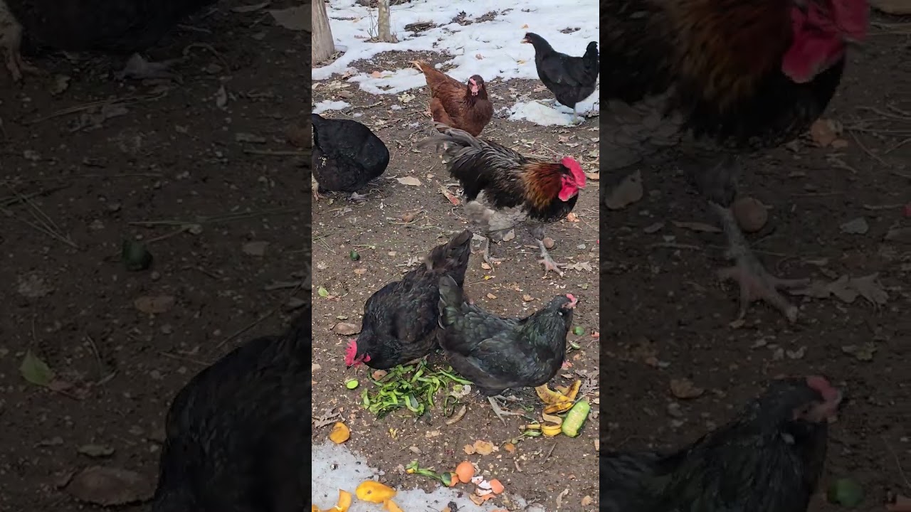 Farm life - 3 weeks later - ice 
