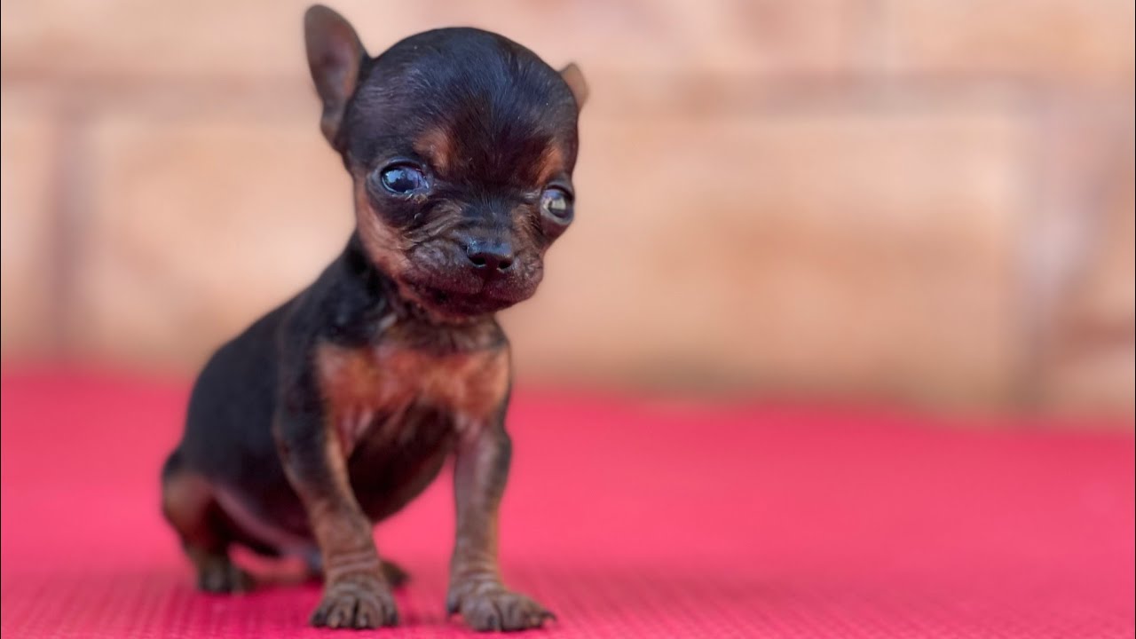 PILILIU ESTÁ DOENTE | PINSCHER FILHOTES