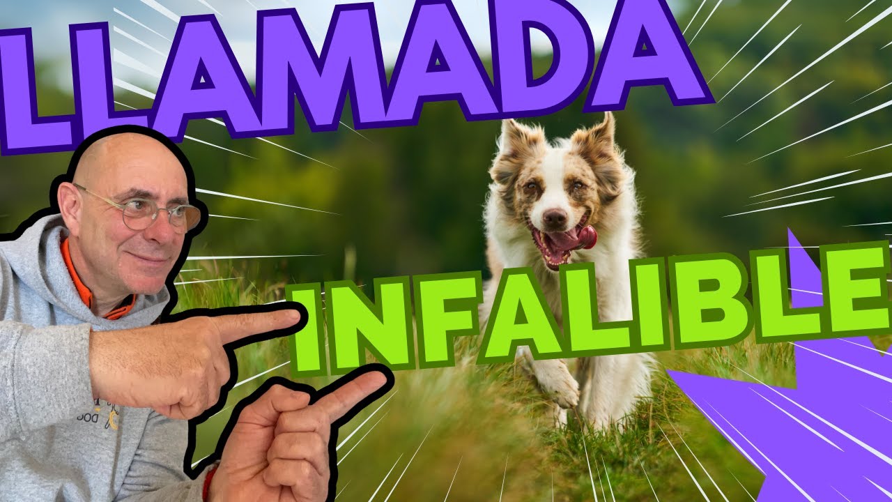 ✅ HAZ ESTO y tu PERRO ACUDIRA SIEMPRE a tu LLAMADA!! (💯x💯Garantizado)