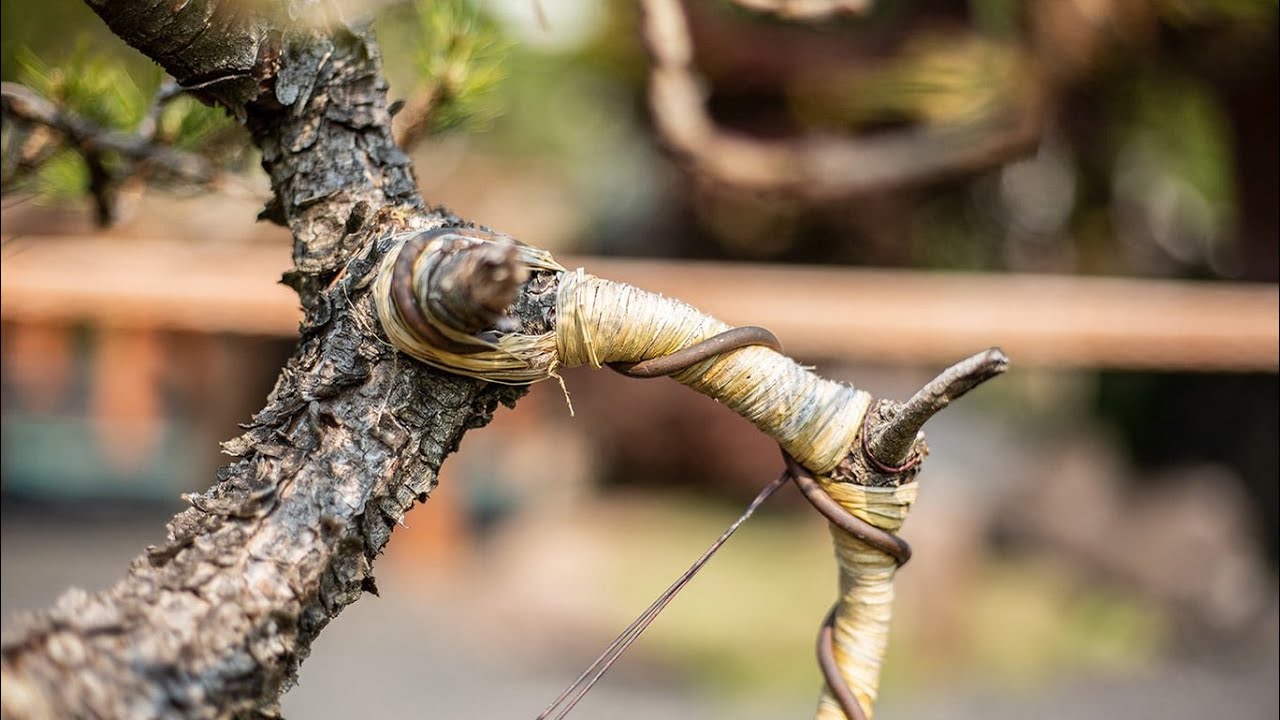 Mastering Raffia for Bonsai: Essential Techniques for Big Bends