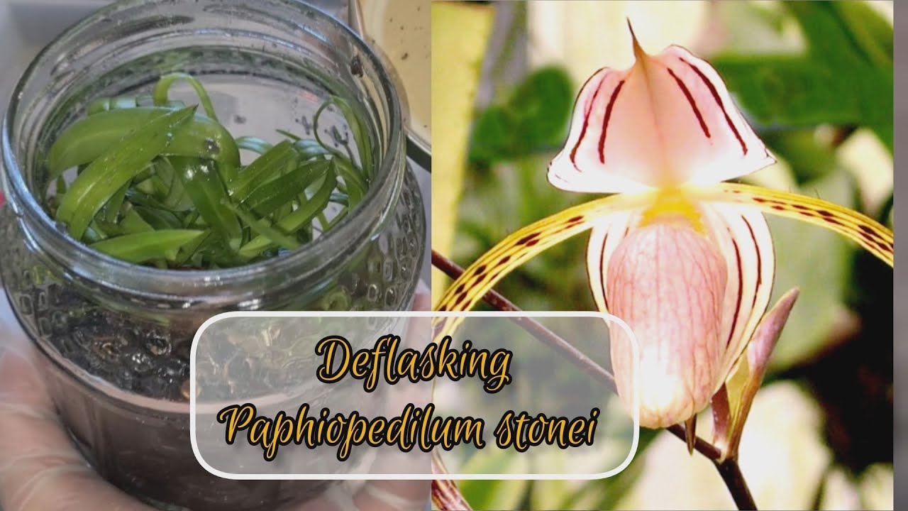 💘 Deflasking orchid seedlings | Paphiopedilum stonei | UPDATE! |