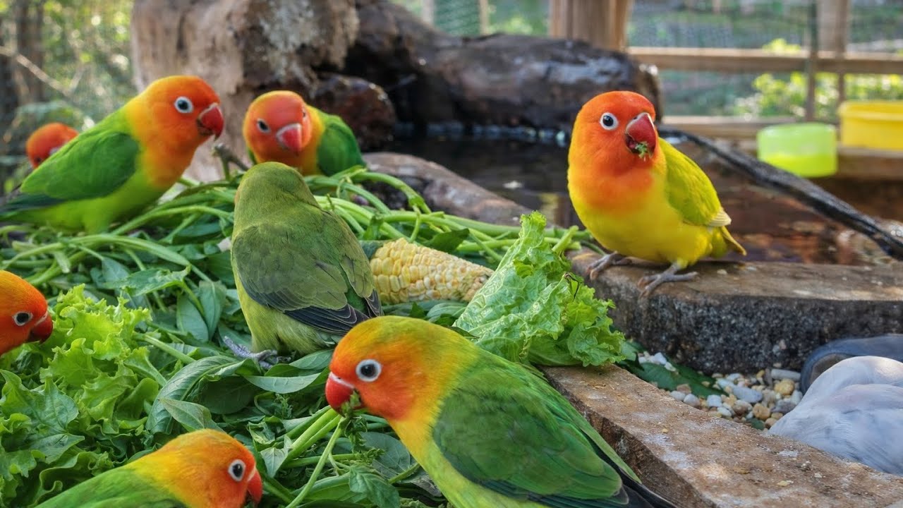 Lovebird Colorful 💚❤️#lovebirds #sunconure #parrotlover #birds #cutelovebird