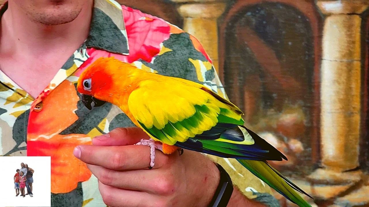 Bird Show at Jungle Island, Miami, Florida