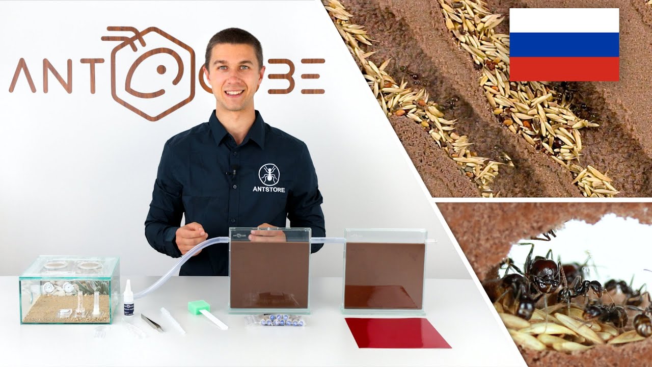 ANTCUBE - стартовый набор Messor для муравьев
