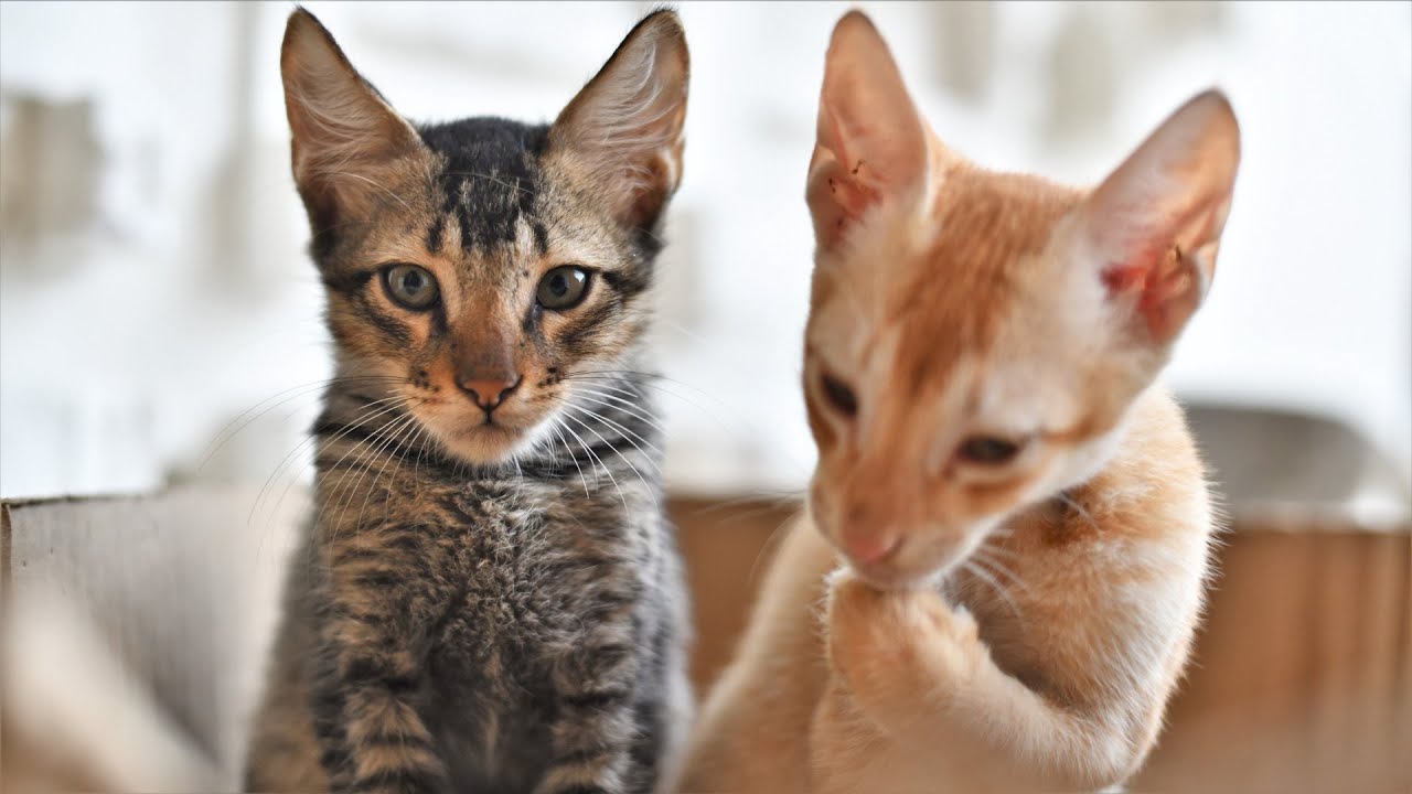 Cat pampering each other adorable gesture