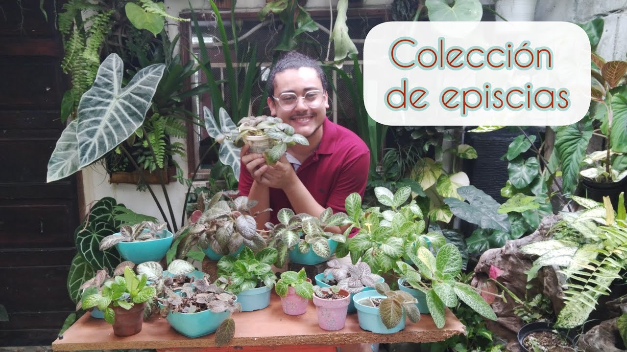 Episcias: cuidados y diferentes especies en mi colección personal