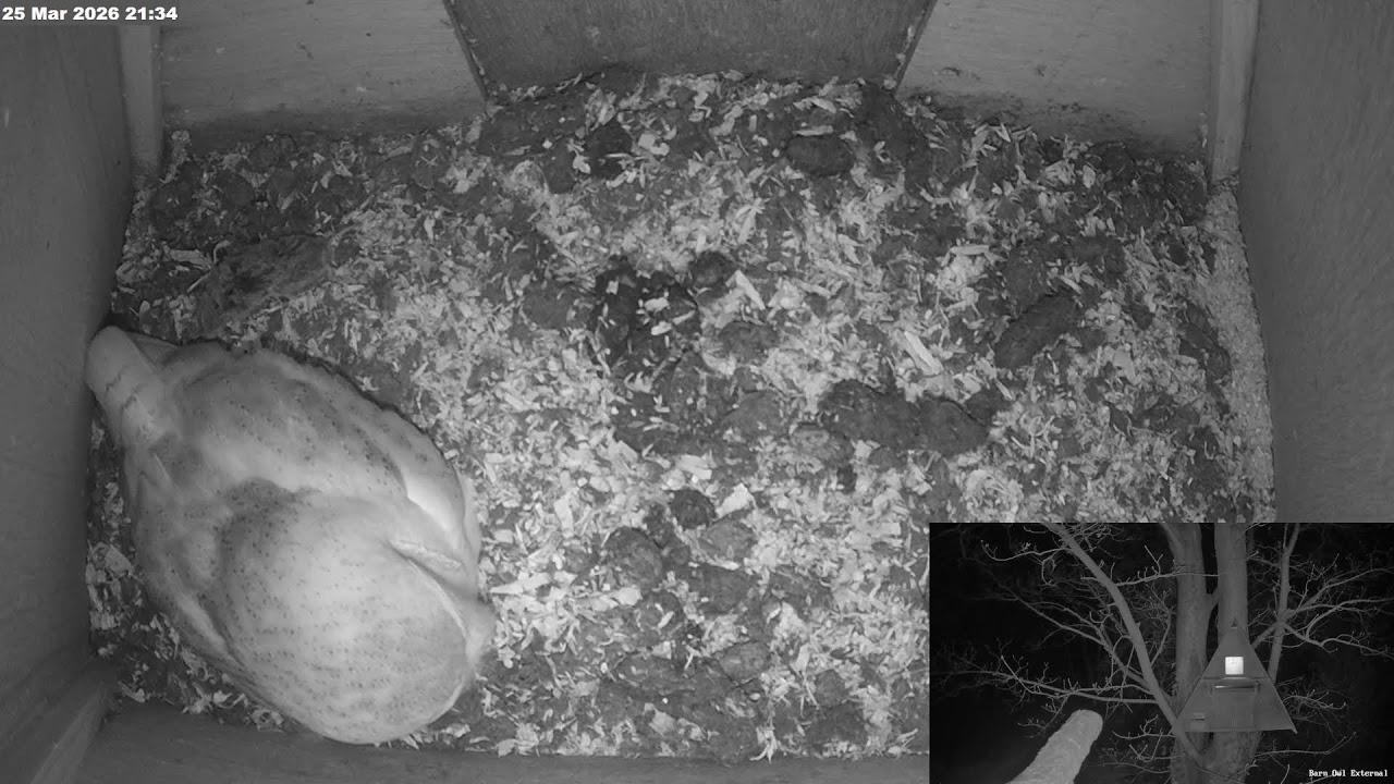 Barn Owl Live - A live stream from a Barn Owl box on the Somerset Levels, UK #owl #birds #somerset