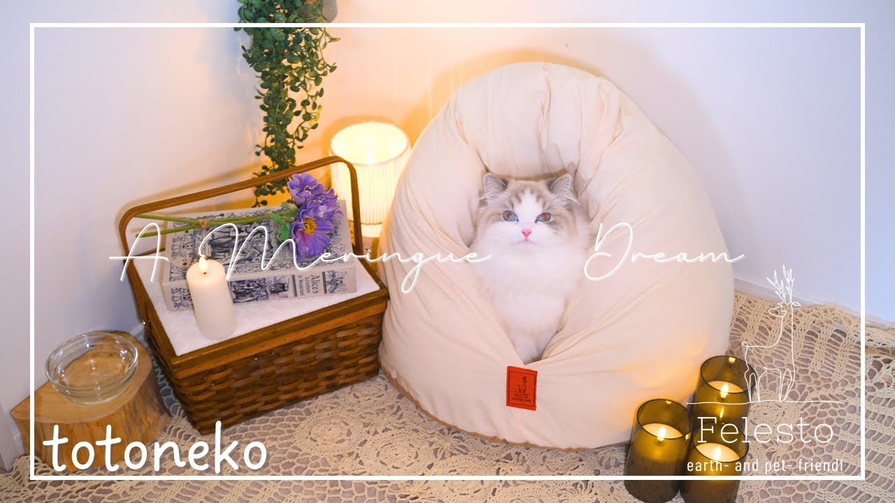 猫がとろける魔法のベッド？即完売の「メレンゲベッド」が可愛すぎて悶絶&hellip;！【Felesto】
