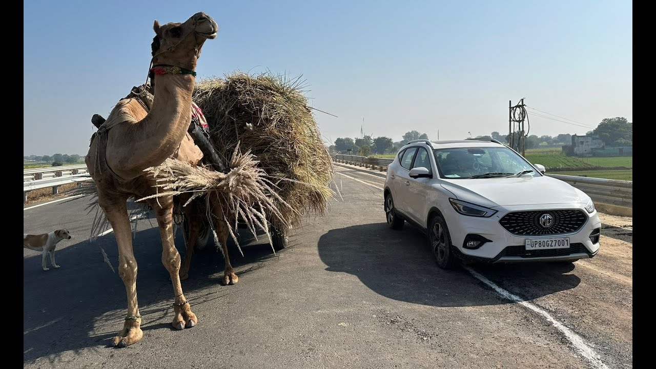 Camel Ride On Highway 🐫