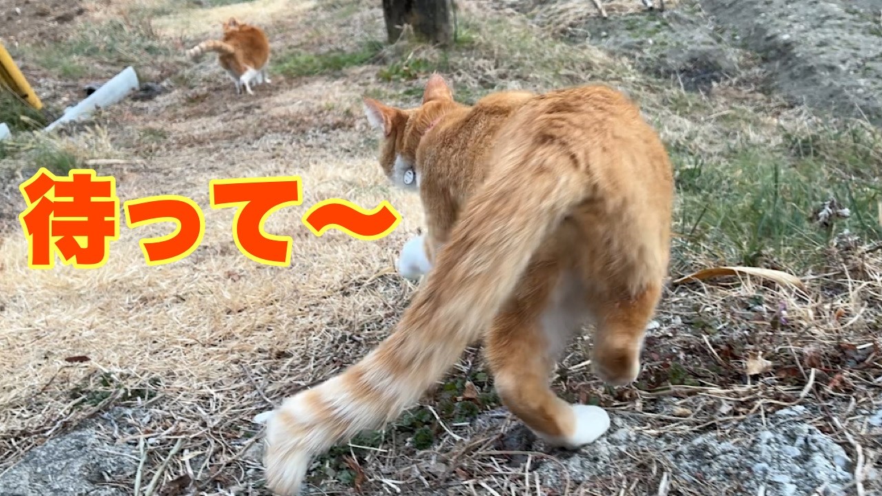 100m先から猛ダッシュ！兄猫が妹を追いかけて帰ってきた日の出来事